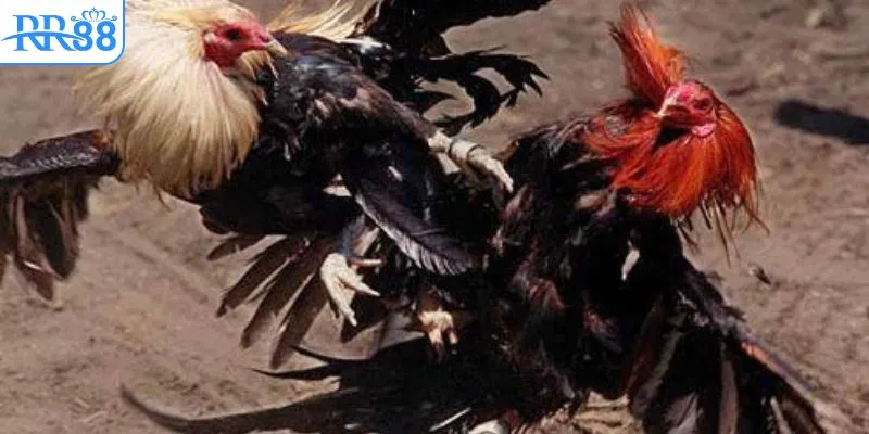 SV388 cập nhật liên tục live đá gà trực tiếp 